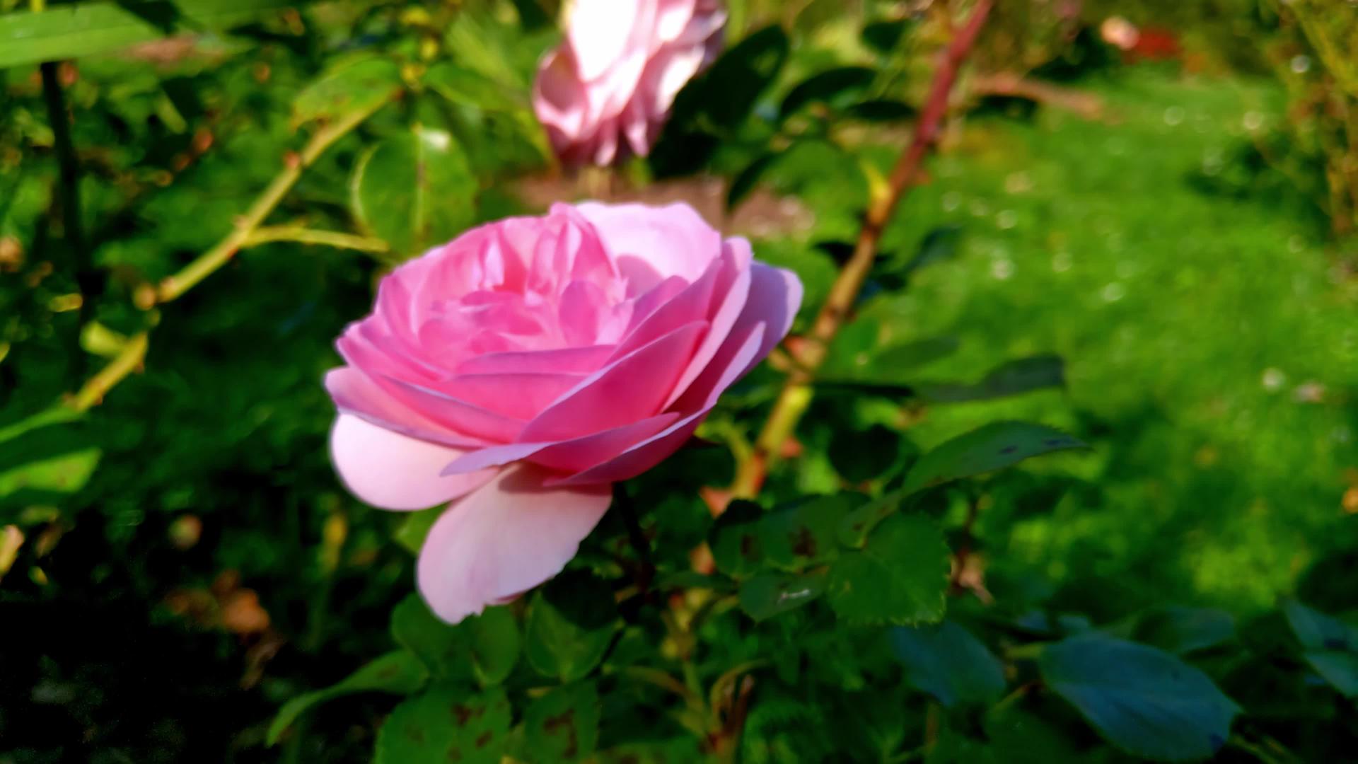 在一个阳光明媚的日子里在花园里一朵粉红色的玫瑰花蕾特写着视频的预览图