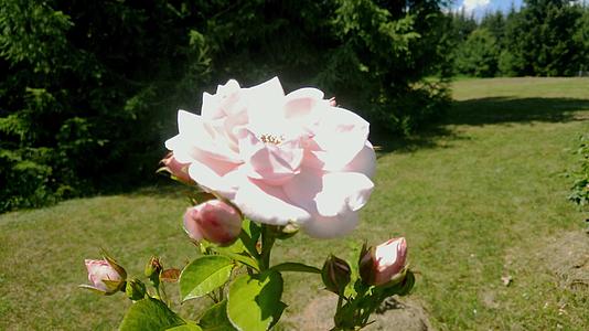 在花园里的一朵粉红玫瑰上缝合大自然和园艺概念视频的预览图