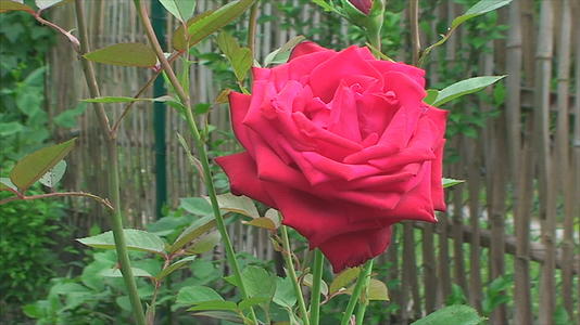 红玫瑰在风中摇摆视频的预览图