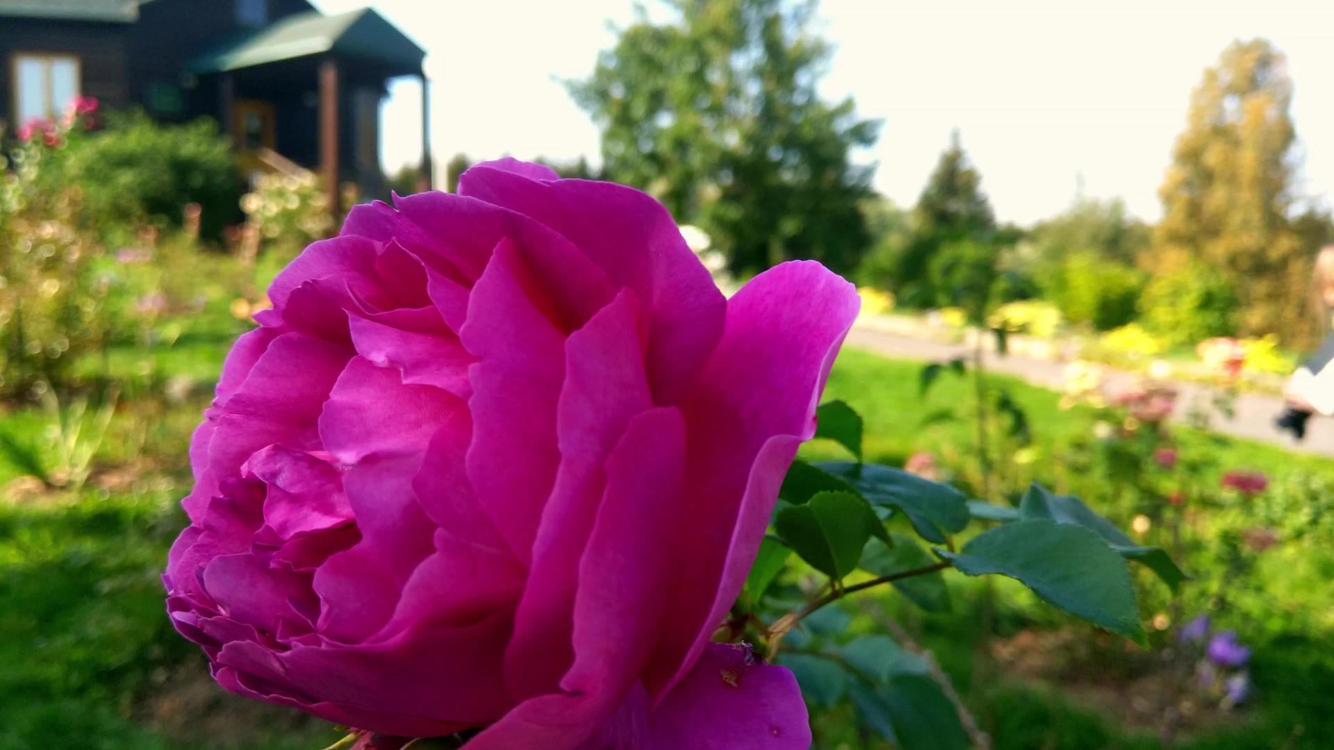 红玫瑰芽在花园的风中摇曳视频的预览图