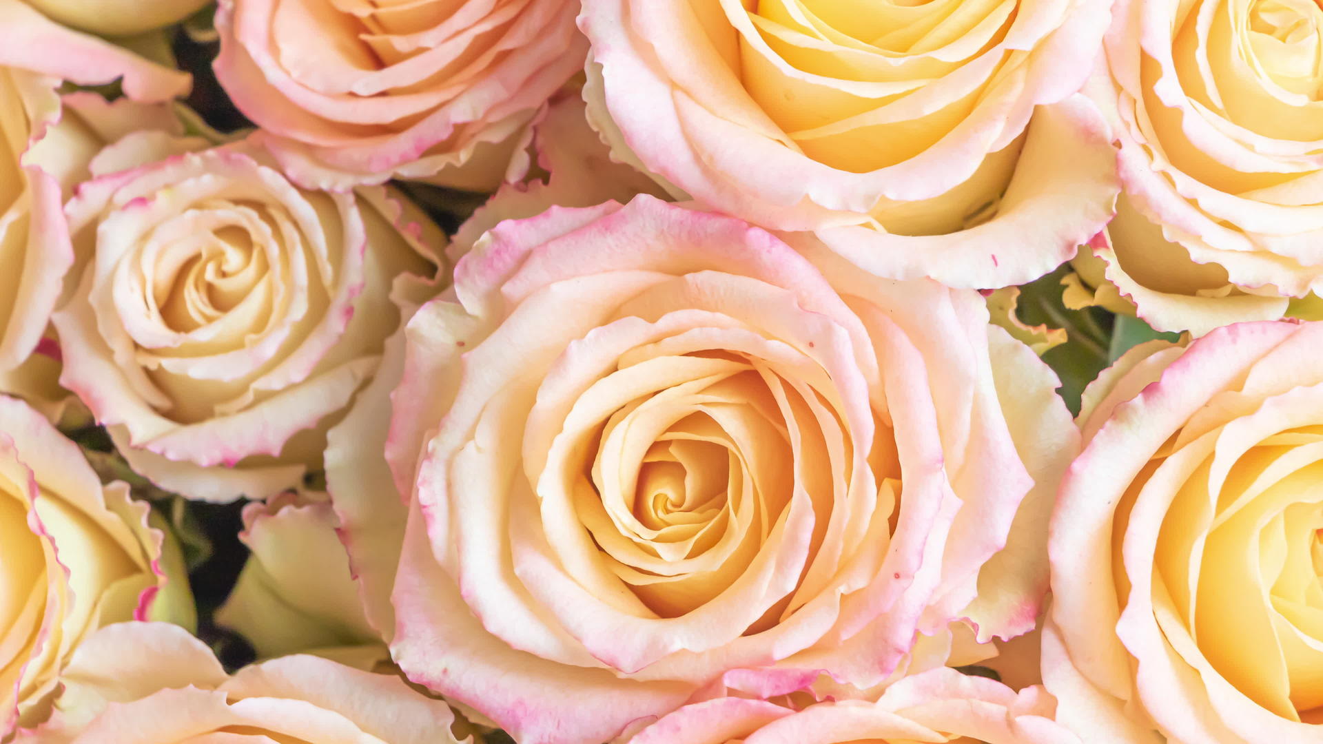 花中有精美的玫瑰视频的预览图