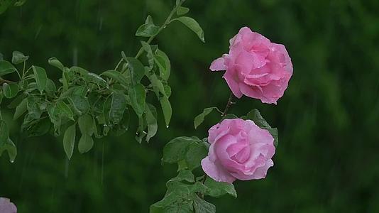 春雨中的玫瑰春天慢慢移动视频的预览图