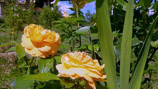 在阳光明媚的一天花园里有橙色的玫瑰视频的预览图