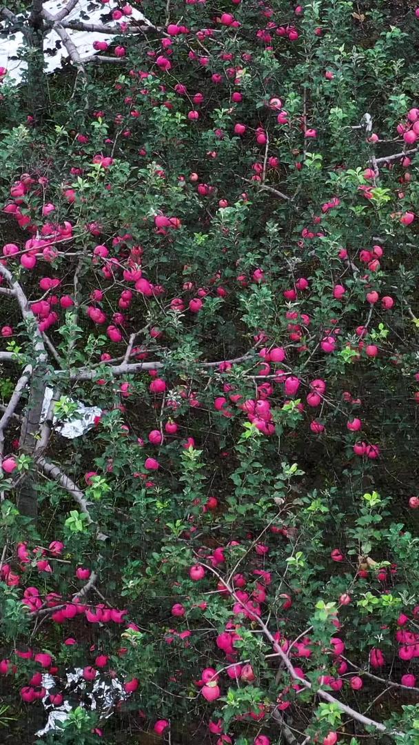 陕西红富士苹果园航拍素材视频的预览图