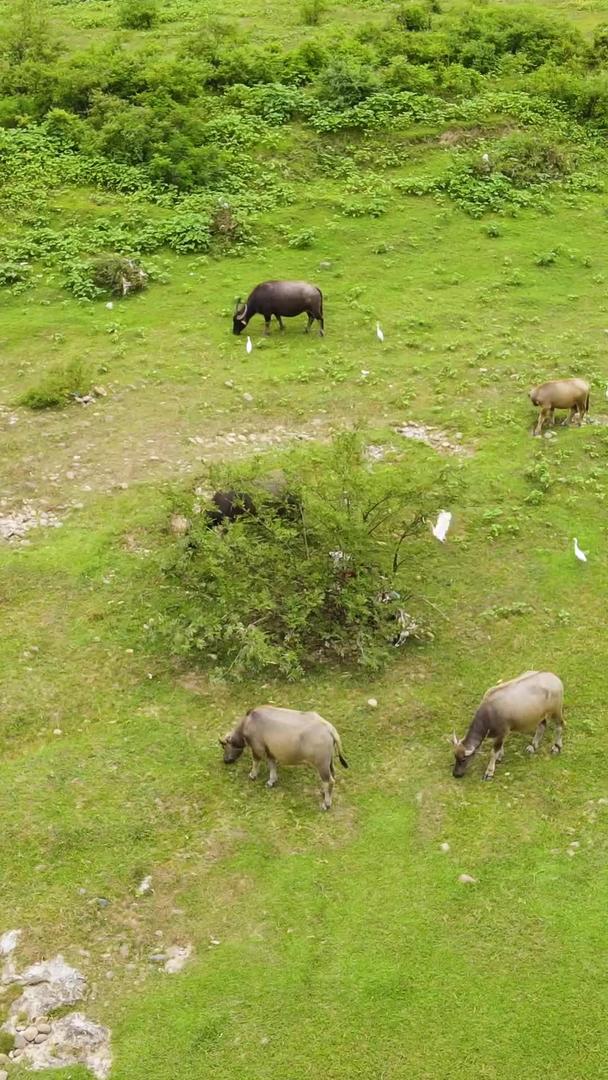 水牛在动物河边航拍视频的预览图
