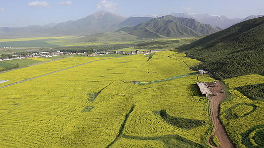 甘肃张掖夏季的油菜花航拍4K视频视频的预览图