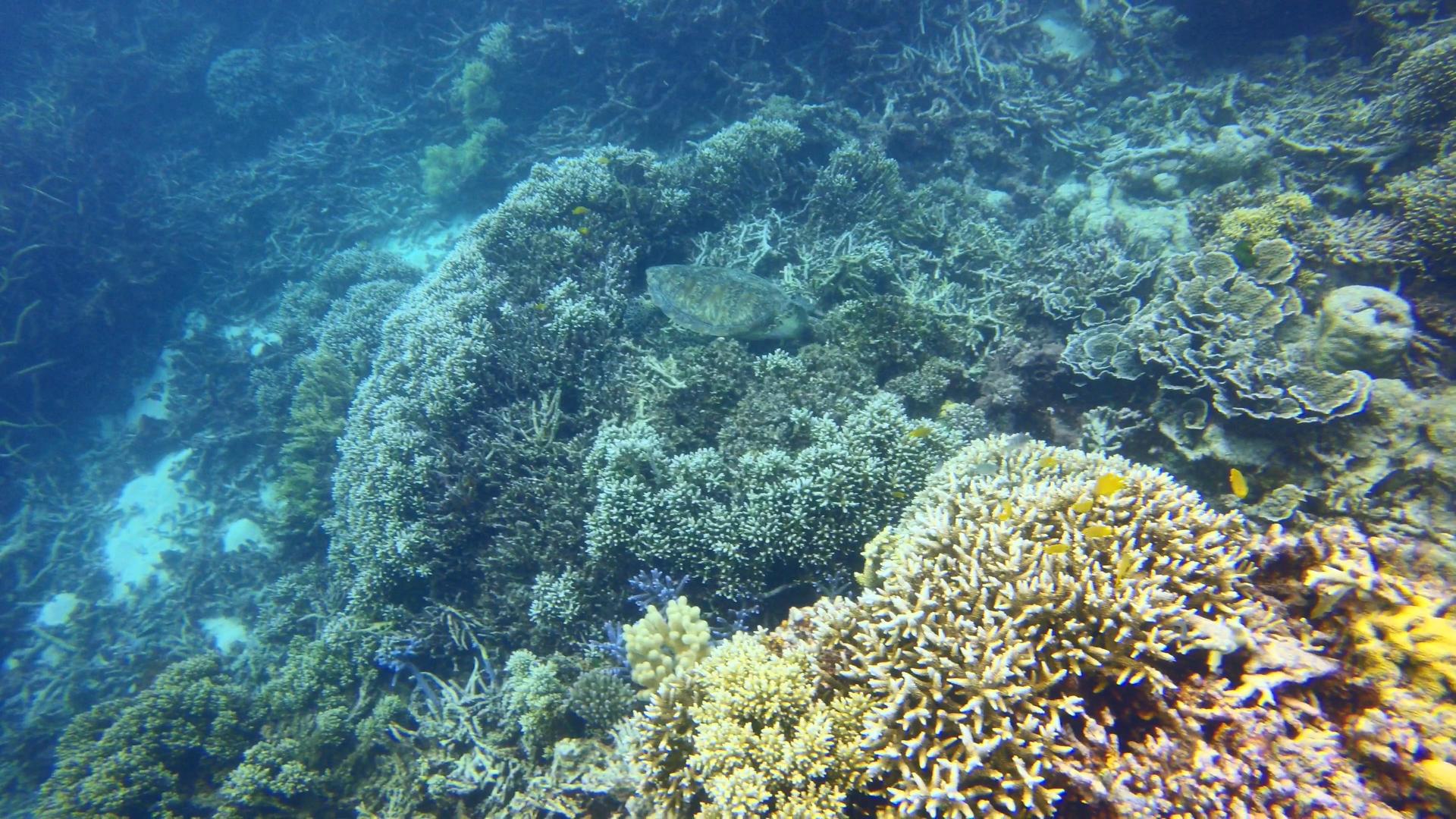 大堡礁海龟视频的预览图