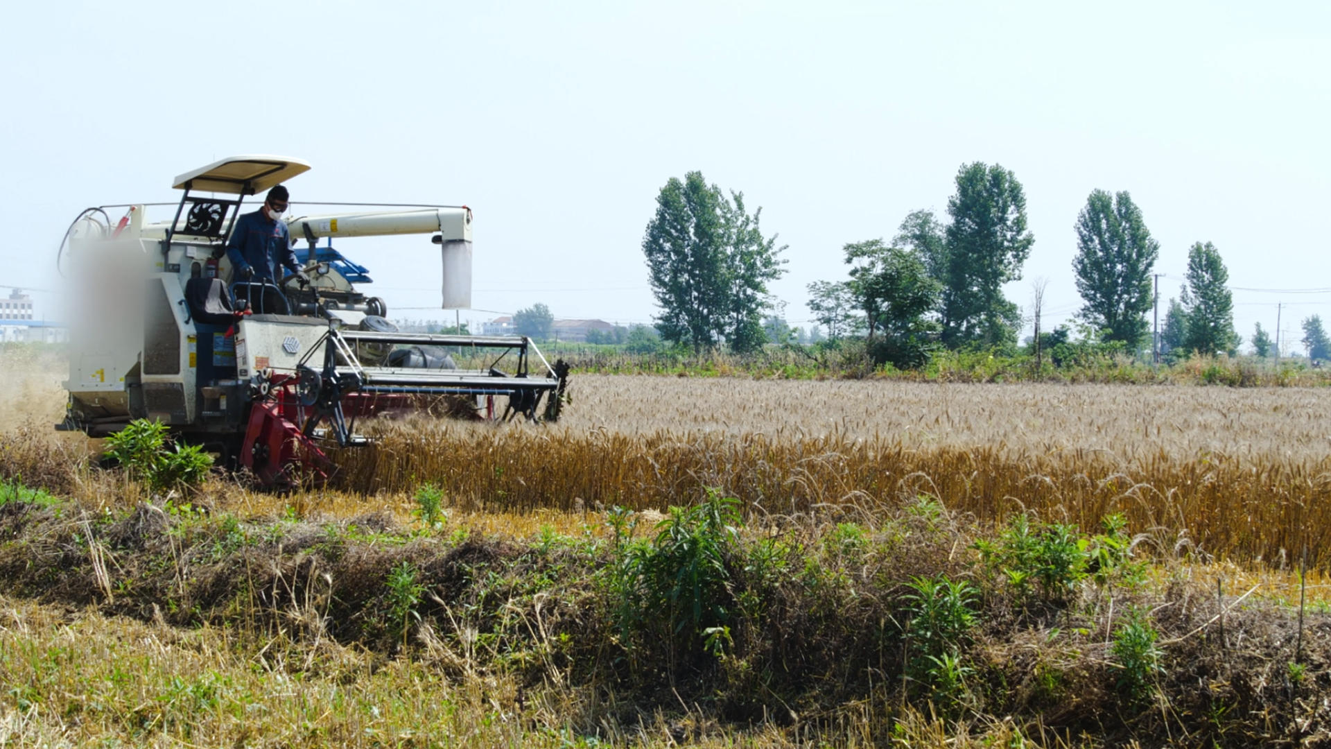 4K小麦收割丰收麦子现代农业机械化收割视频的预览图