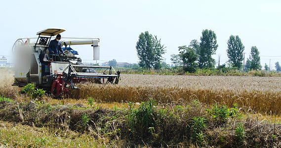 4K小麦收割丰收麦子现代农业机械化收割视频的预览图