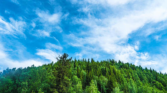 4k针叶林森林蓝天白云延时视频的预览图