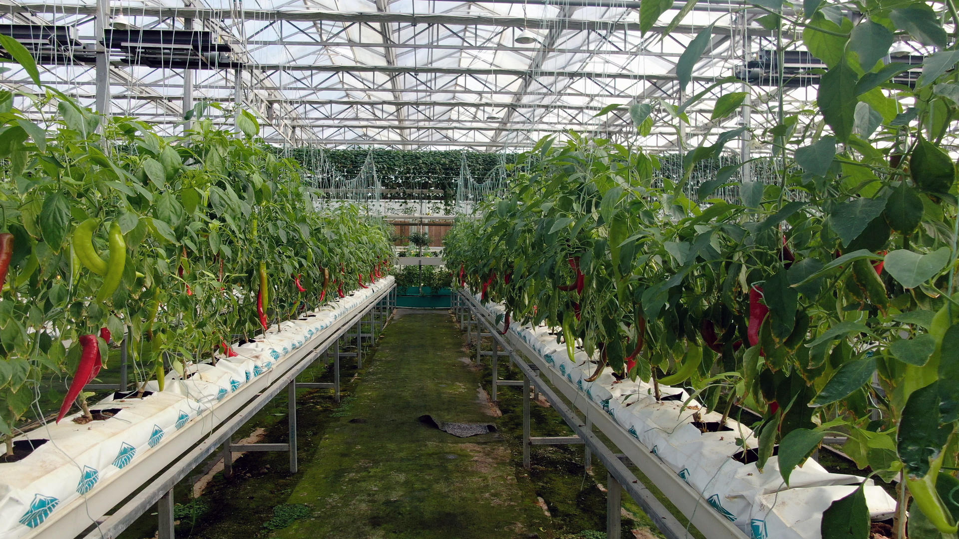无土种植有机蔬菜辣椒视频的预览图