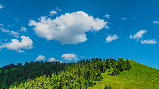4k松树林针叶林山脉蓝天白云视频的预览图