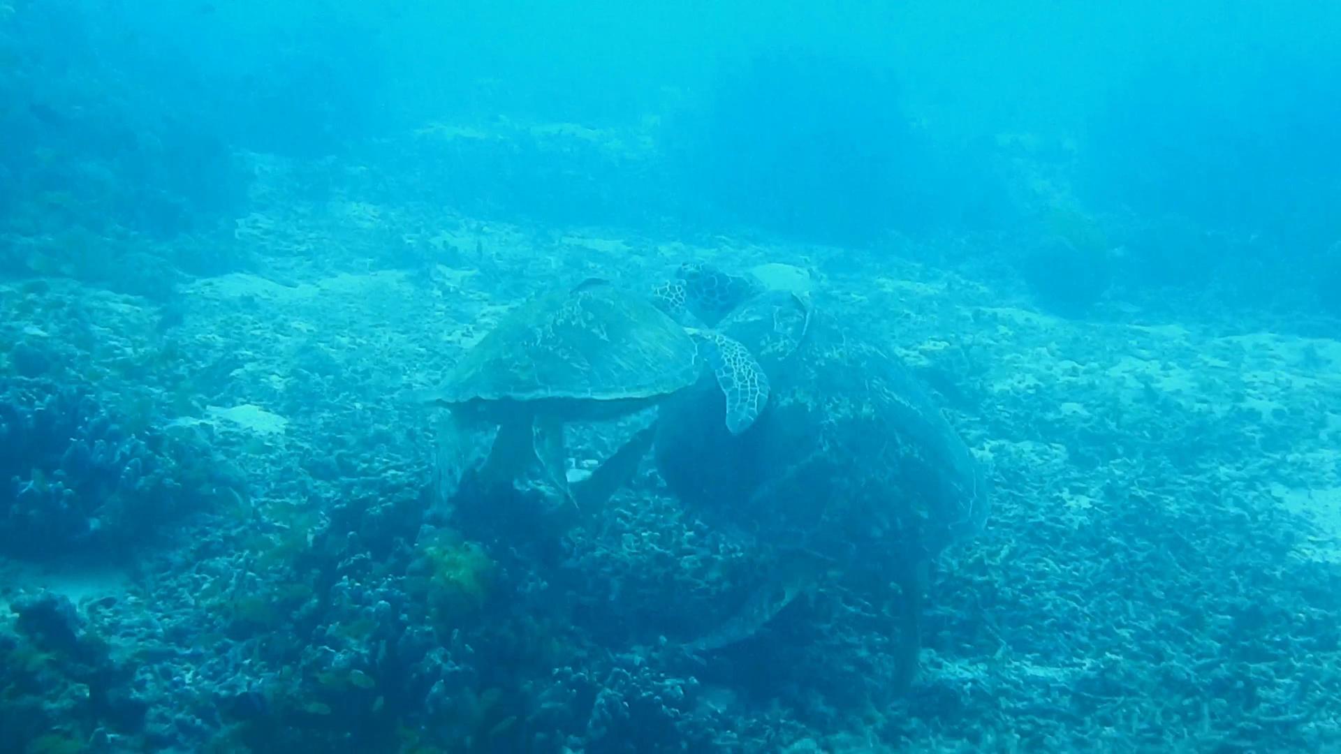 菲律宾海龟视频的预览图