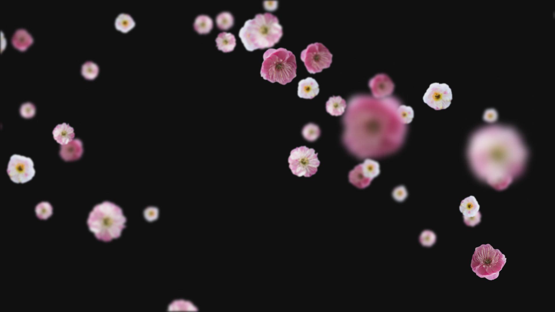 梅花下落飘落元素视频的预览图