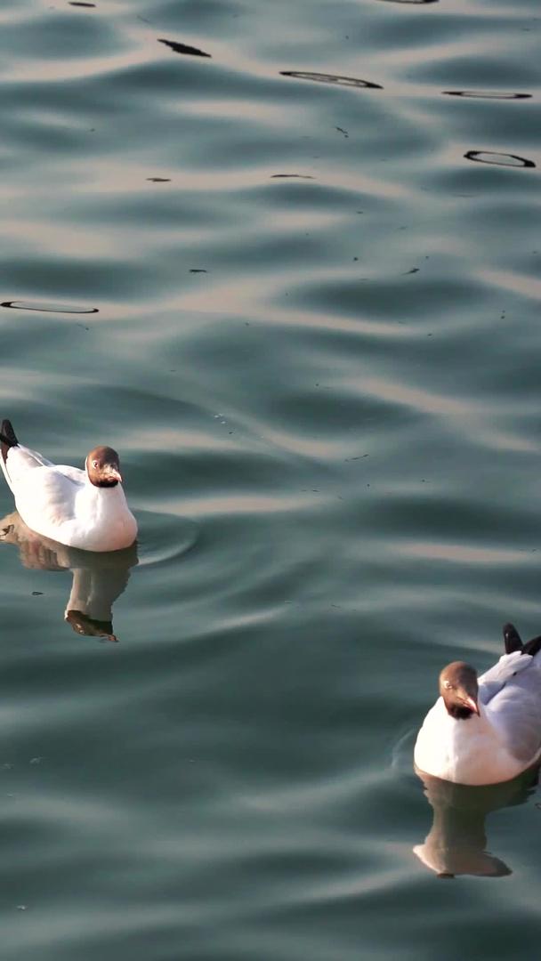 海鸥群在昆明滇池视频的预览图