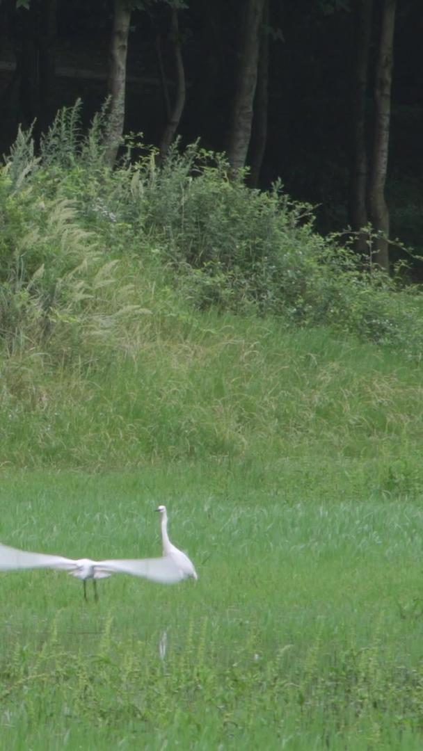 白鹭在湖上飞翔视频的预览图