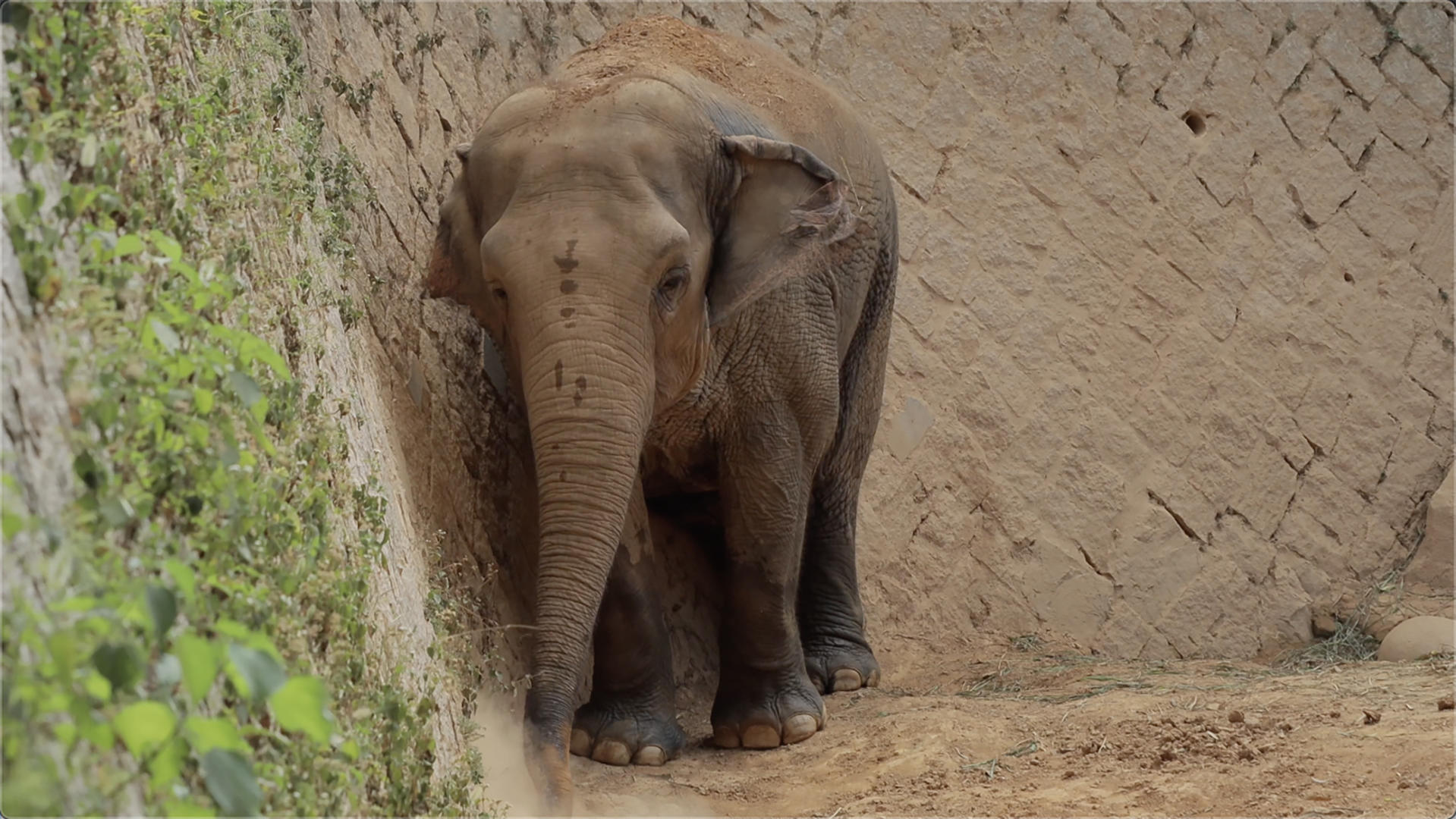 亚洲象4k实拍视频的预览图