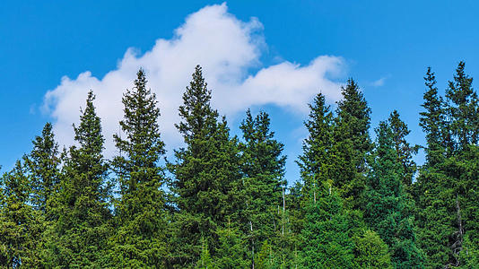4k松树尖蓝天白云延时视频的预览图
