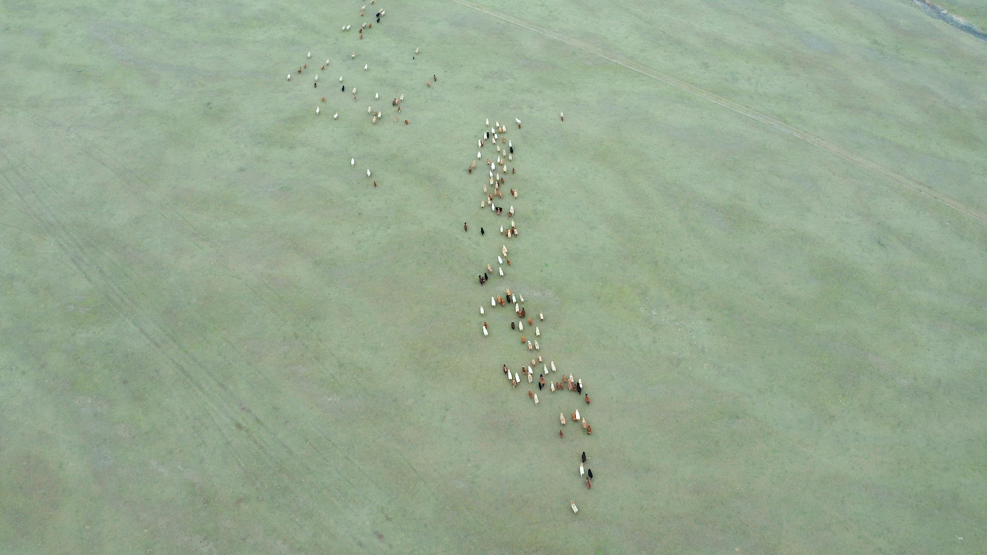 草原牧区羊群航拍视频的预览图