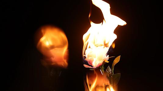 燃烧的玫瑰视频的预览图