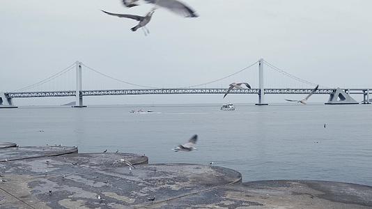 4K拍摄海鸥在星海广场海边飞翔视频的预览图