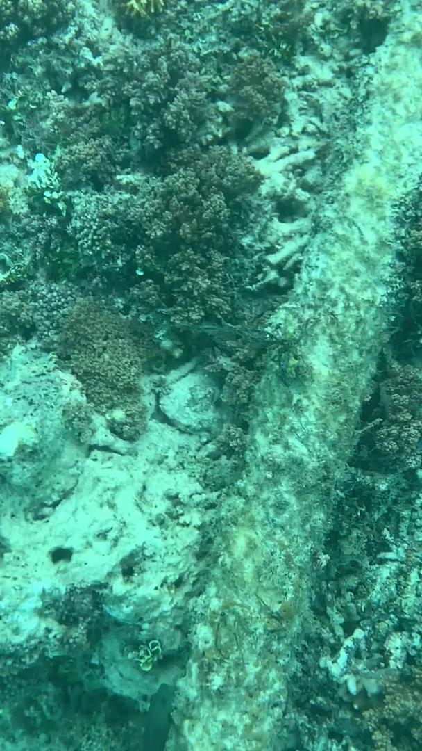 在巴厘岛浮潜下珊瑚礁视频的预览图