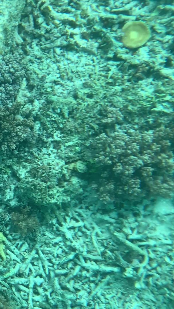 在巴厘岛浮潜下珊瑚礁视频的预览图