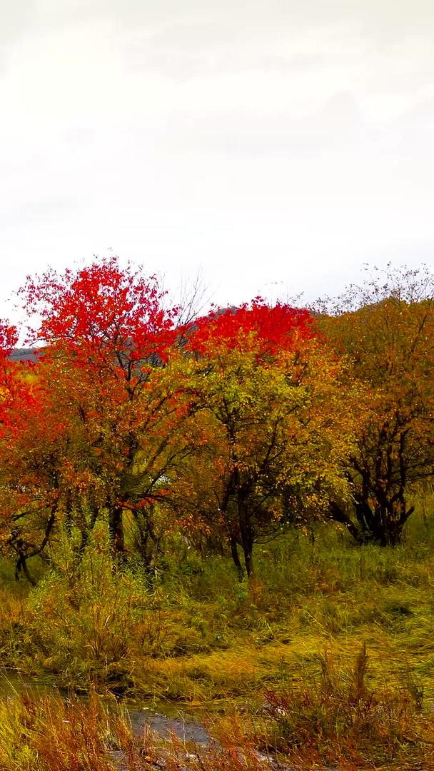 秋天的红黄枫叶视频的预览图