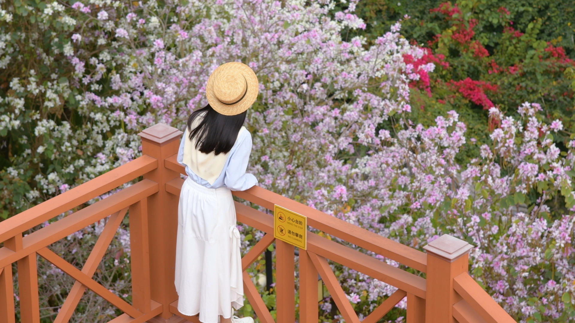 春紫荆花4K少女视频的预览图