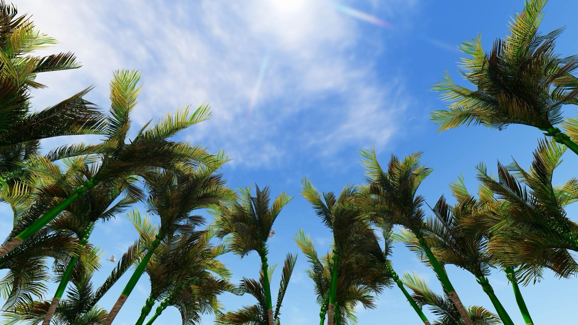 高清唯美椰子树视频的预览图