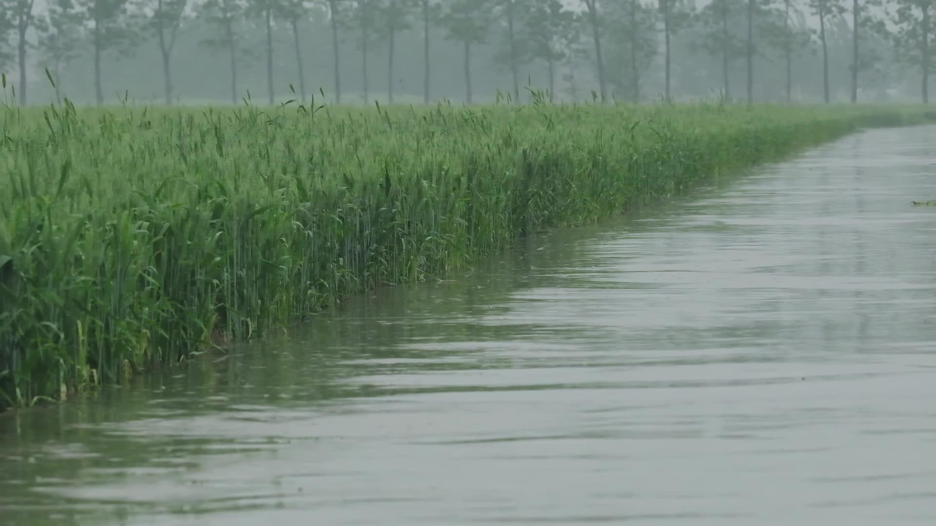 下雨天的麦田材料视频的预览图
