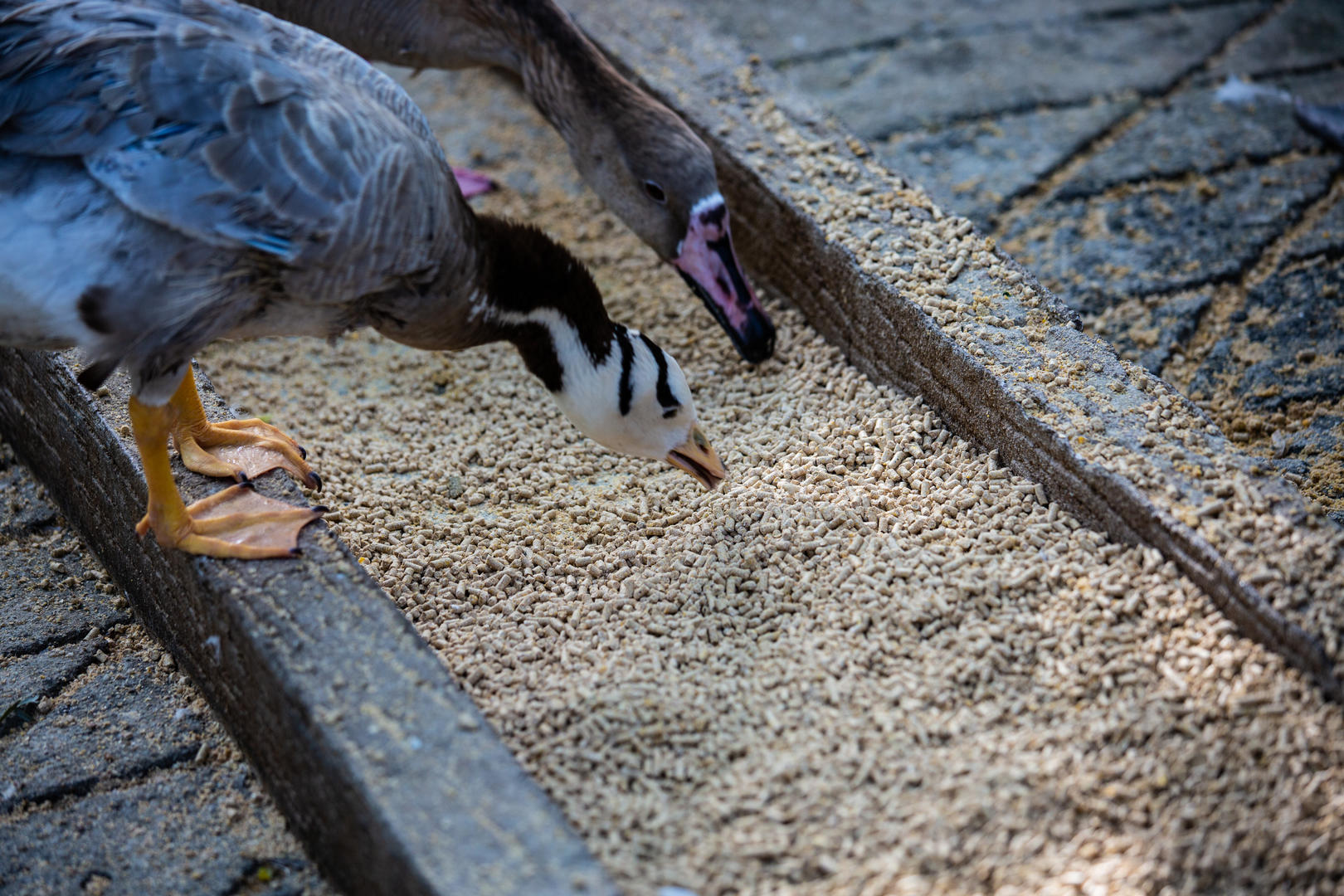 黑天鹅和鸭子吃食视频的预览图