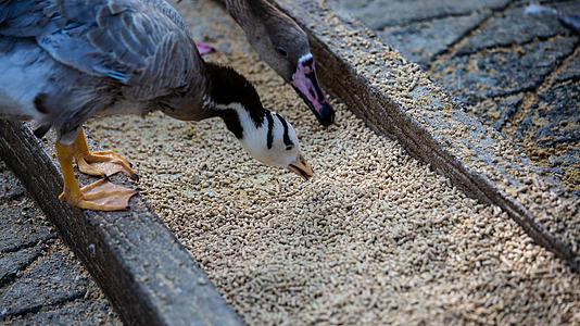 黑天鹅和鸭子吃食视频的预览图