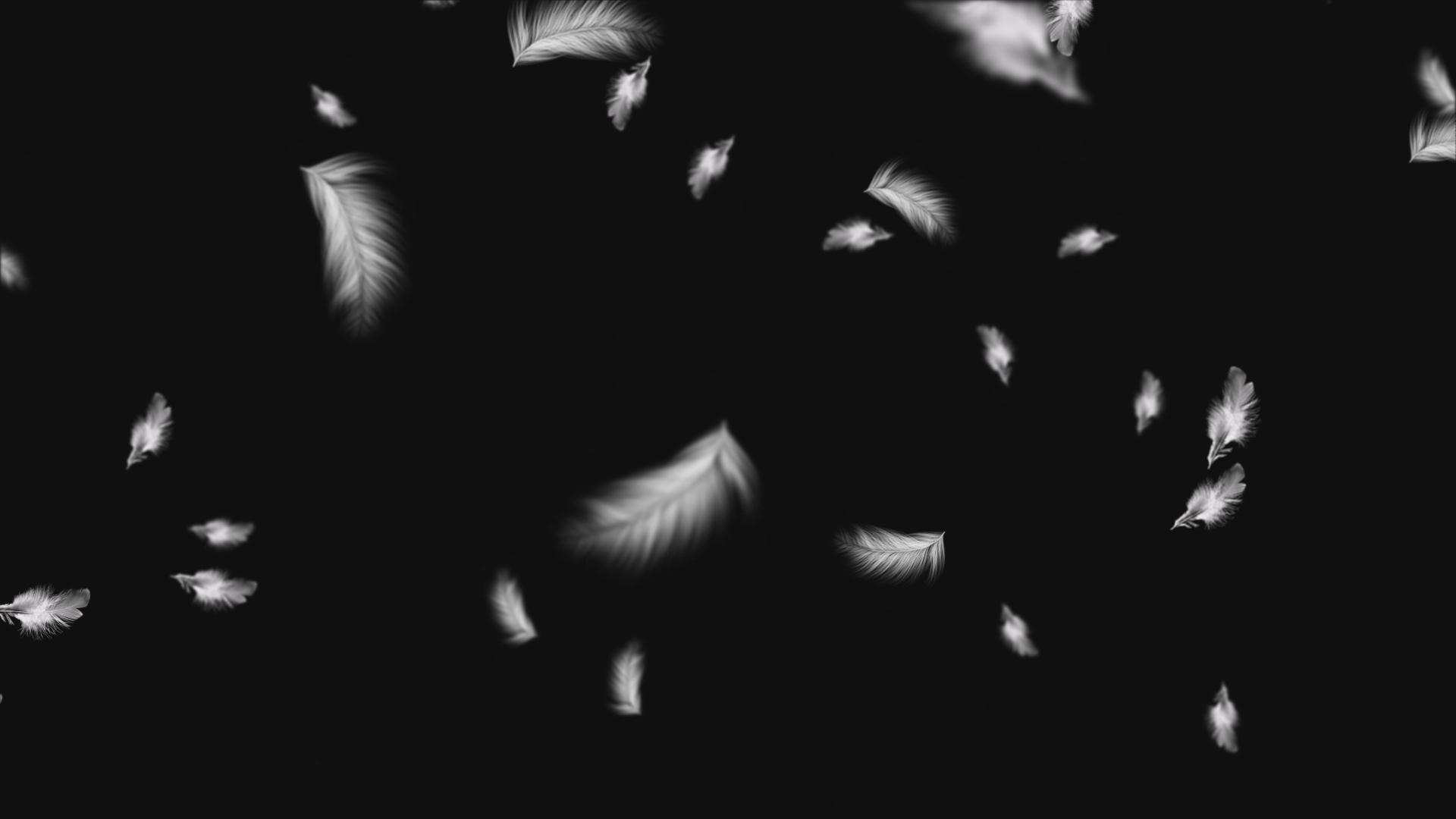 白色羽毛飘落元素视频的预览图