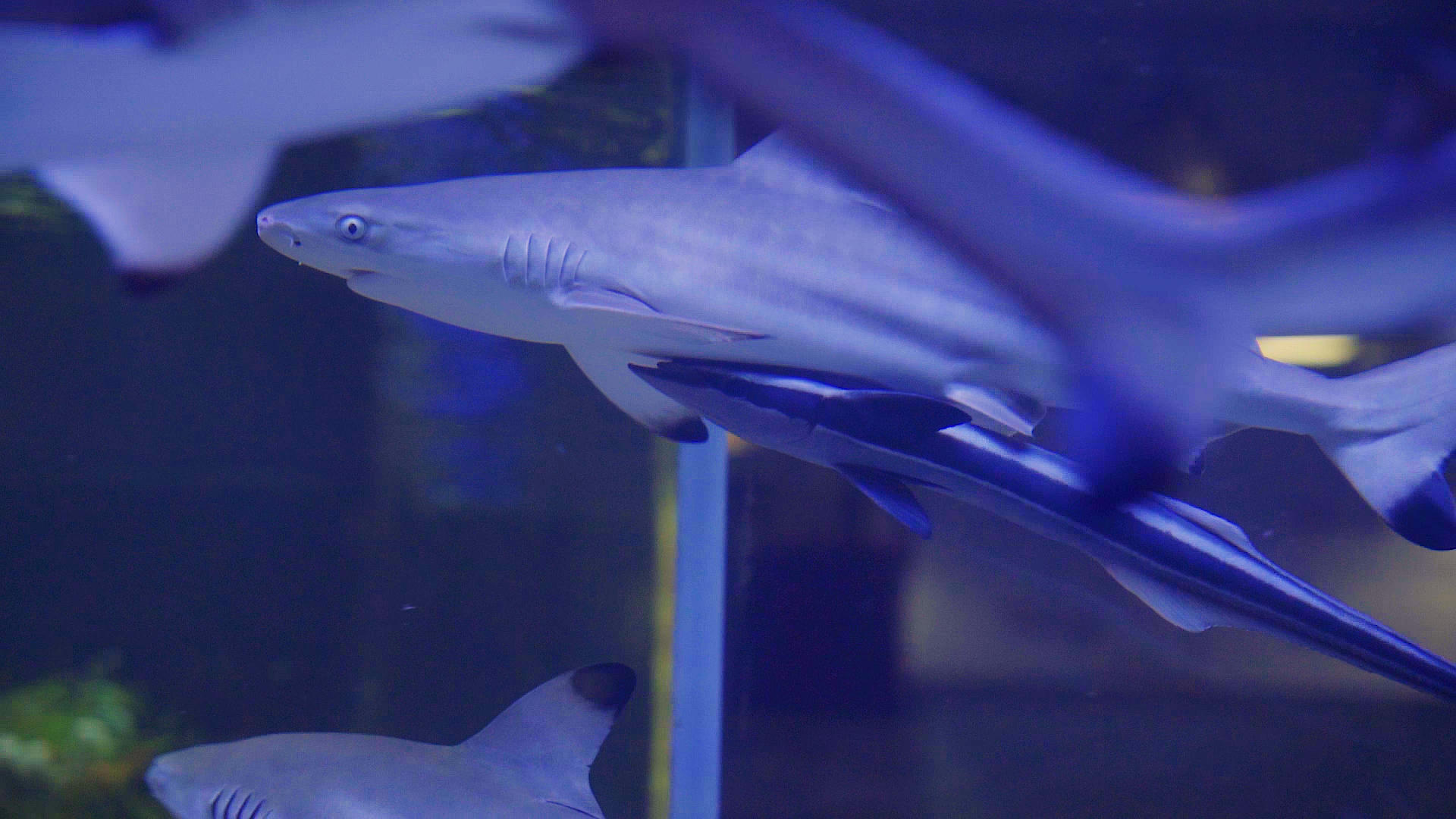 鲨鱼高速摄影视频的预览图