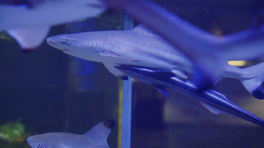 鲨鱼高速摄影视频的预览图