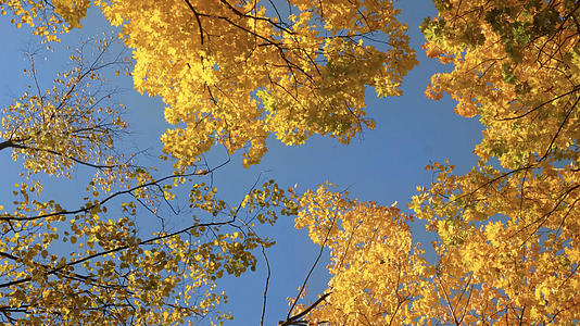 深秋天空树叶视频的预览图