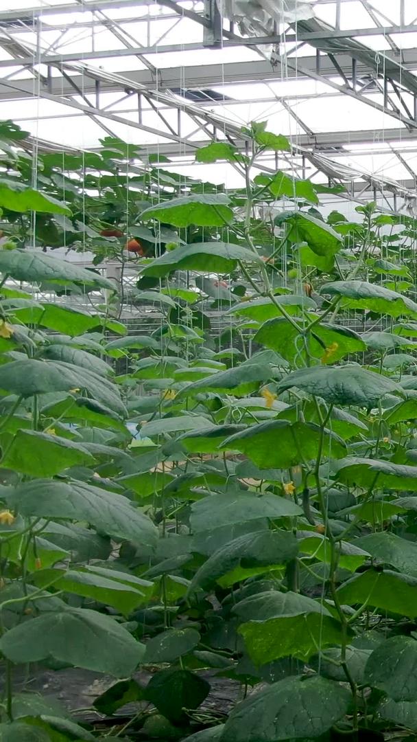 现代农业有机蔬菜黄瓜视频的预览图