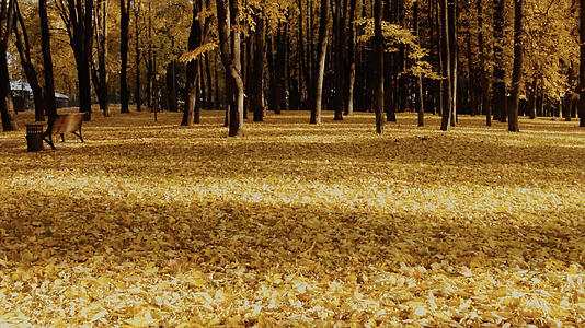 深秋森林公园阳光照耀下的树叶光影视频的预览图