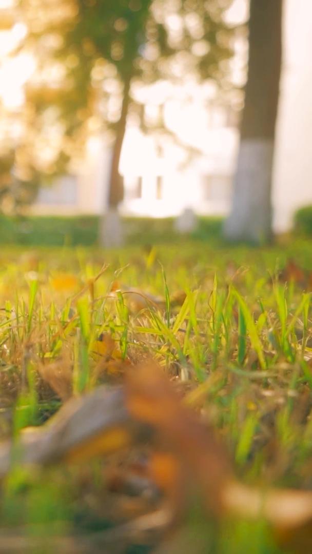 秋日夕阳下金黄的落叶空境视频的预览图