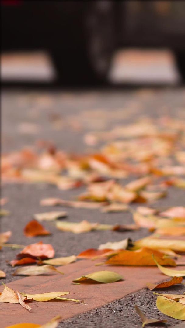 秋高气爽的落叶视频的预览图