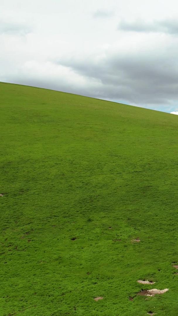 在喀拉峻大草原风景区航拍5A广袤辽阔放牧羊群视频视频的预览图