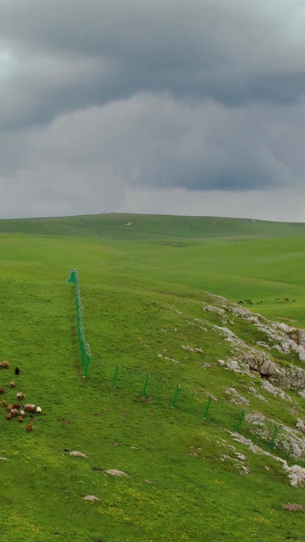 在喀拉峻大草原风景区航拍5A广袤辽阔放牧羊群视频视频的预览图