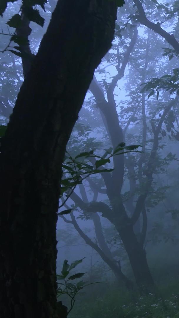 森林里弥漫着浓雾视频的预览图