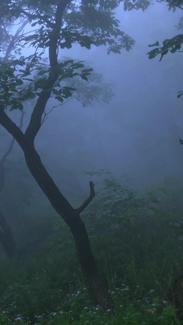 森林里弥漫着浓雾视频的预览图