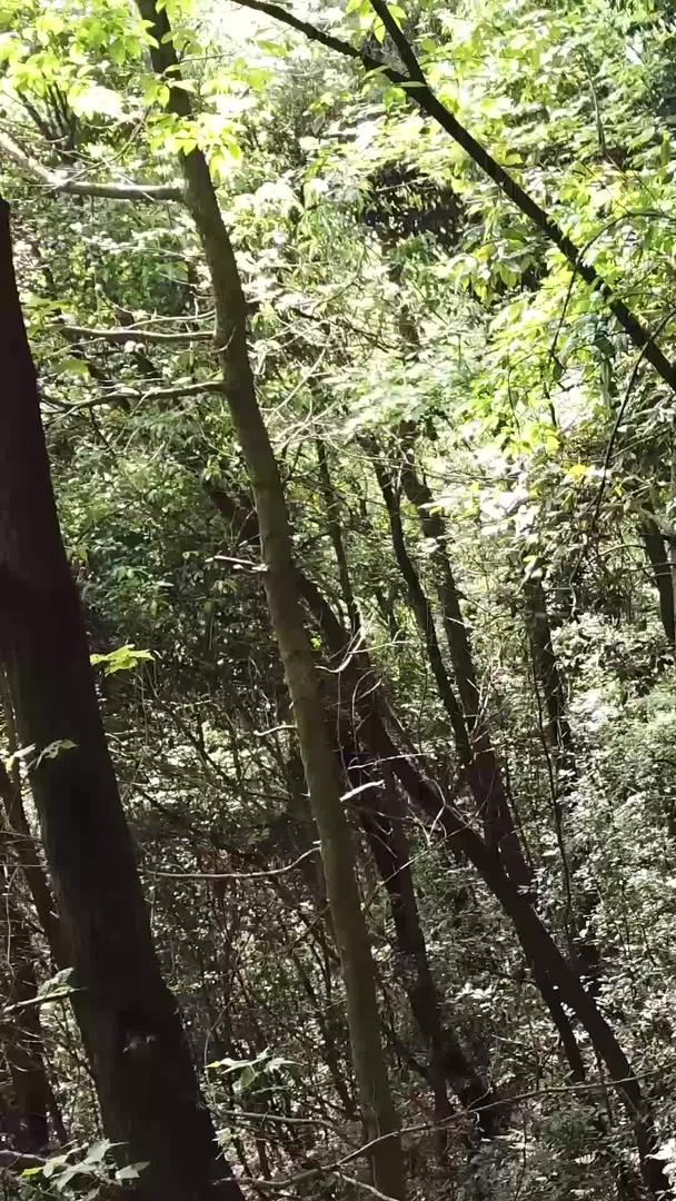 人们和自然行人在森林里行走航拍视频的预览图