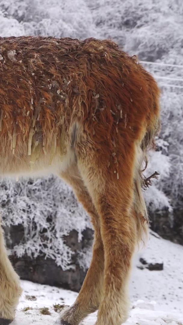 小马驹在雪山吃草视频的预览图