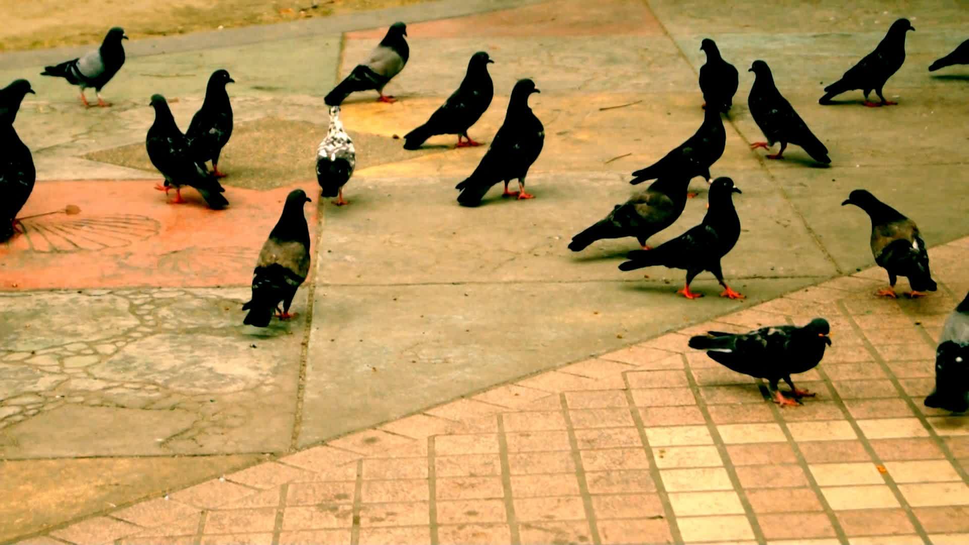 鸟类鸽子动物在户外寻找食物视频的预览图