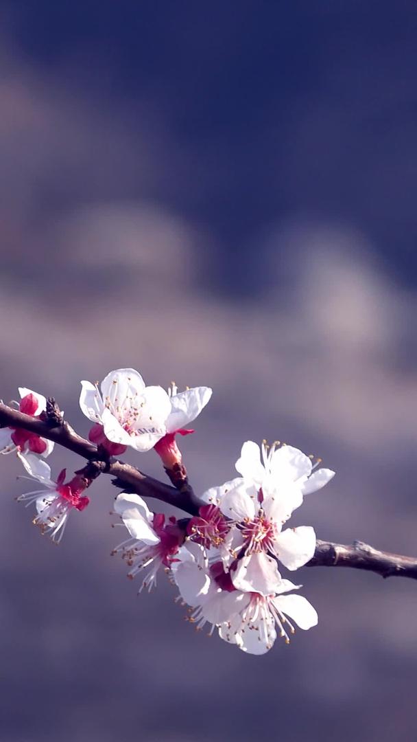 春天自然风光随风摇摆的梅花视频视频的预览图