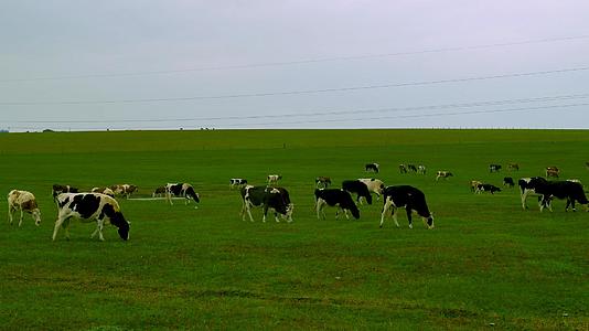 呼伦贝尔草原河荷兰奶牛群视频的预览图